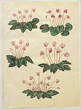 Cyclamen purpurascens; Cyclamen hederifolium, by Hans Simon Holtzbecker [de] 1649-1659