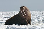 Thumbnail for Walrus