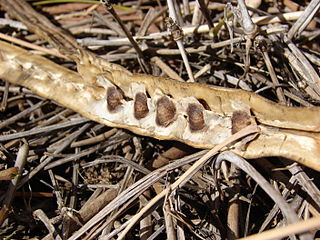 Dry open moringa pod on the ground showing winged seeds (Hawaii)
