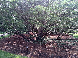English yew tree