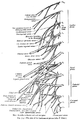 The plan of the lumbosacral plexus