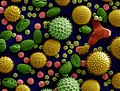 Thumbnail for Pollen