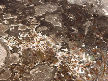 A painted fresco with many dark spotted areas. In a clearer area closer to the bottom are vines, flowers, and a running squirrel