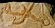Thumbnail for List of prehistoric brittle stars