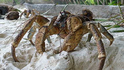 This fully-grown robber crab has tough fabric forming its joints, delicate biomineralized cuticle over its sensory antennae, optic-quality over its eyes, and strong, calcite-reinforced chitin armouring its body and legs; its pincers can break into coconuts