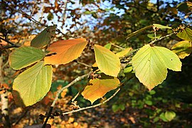 Hamamelis mollis leaves in autumn