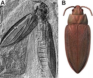 Beetle Moravocoleus permianus, fossil and reconstruction, from the Early Permian