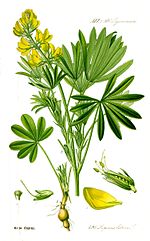 Vignette pour Fabaceae