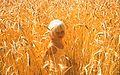 23 mars 2007 Enfant dans un champ de blé.