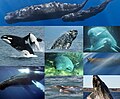 Thumbnail for Cetacea