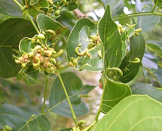 Leaves with galls