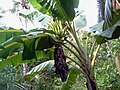 Image 19Tall herbaceous monocotyledonous plants such as banana lack secondary growth, but are trees under the broadest definition. (from Tree)