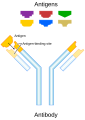 Schematic diagram of an antibody and antigens, originally a work of the U.S. Government