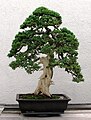 Image 11Informal upright style of bonsai on a juniper tree (from Tree)