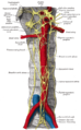 Abdominal portion of the sympathetic trunk, with the celiac plexus and hypogastric plexus.