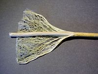 Hemp stem showing fibers