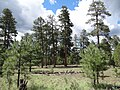 Лесной массив, главной лесообразующей породой которого является Pinus ponderosa, в районе «Лесные озёра» (англ. Forest Lakes) в штате Аризона