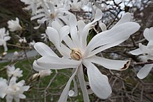 Star magnolia from botanical gardens, Halifax, Nova Scotia