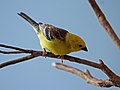 Thumbnail for Sudan golden sparrow
