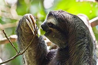 Three-fingered sloth