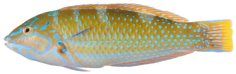 File:Belize Larval-Fish Group 2004 - Smithsonian Institution - Halichoeres radiatus, Terminal Phase (Puddingwife Wrasse) (pd).jpg