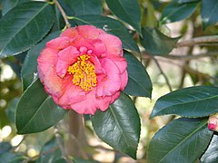 Camellia 'Faith' (3331162455).jpg