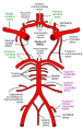 Схема Вілізієвого кола та артерій головного мозку: Передня мозкова артерія - англ. Anterior cerebral artery; Середня мозкова артерія - англ. Middle cerebral artery; Задня мозкова артерія - англ. Posterior cerebral artery; Хребетна артерія - англ. Vertebral artery