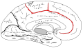 Medial surface of left cerebral hemisphere. (Cingulate sulcus shaded in red.)