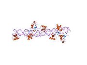 1k78: Pax5(1-149)+Ets-1(331-440)+DNA