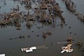 Potvynis Venecijoje, Luizianos valstijoje