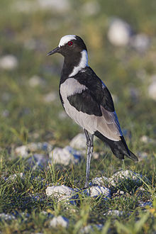 Photo of a black, white, and gray bird with red eyes and long legs