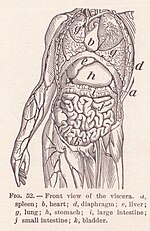 Thumbnail for Anatomical terminology