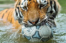 Tiger biting a ball in water