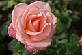 Teahibrid rózsa 'Madona'