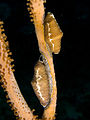 A pair of Cyphoma signatum (fingerprint cowry), off coastal Haiti.