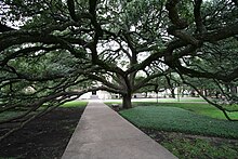a sprawling oak tree with branches arching all the way to the ground over a sidewalk containing a bench