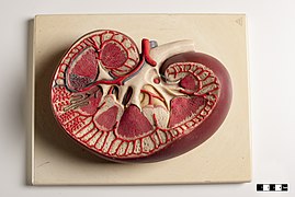 Modelo didáctico de un riñón de mamífero.
