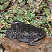 Narrow-mouthed toad (Gastrophryne carolinensis), Chambers Co., TX (Sept 2018)