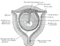 Plano seccional de um útero gravídico no terceiro e quarto mês