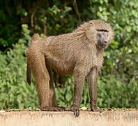 Olive baboon Ngorongoro