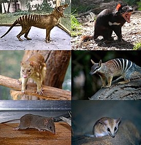 1-й ряд: сумчатый волк (вымер, фотография колоризирована), тасманийский дьявол; 2-й ряд: пятнистохвостая сумчатая куница, сумчатый муравьед; 3-й ряд: желтоногая сумчатая мышь, жирнохвостая сумчатая мышь.
