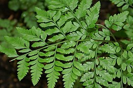 Leatherleaf fern - Rumohra adiantiformis