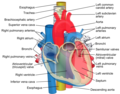 The left and right main bronchi sit behind the heart, shown here.