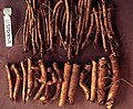 Root cuttings of U. 'Dodoens'