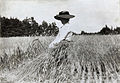 Rye harvest on Gotland, Sweden, 1900–1910.