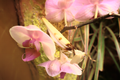 آخوندک با تقلید از شکوفهٔ ارکیده شاپرکی حشرات را اغوا می‌کند تا آنها را شکار کند