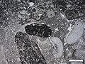 Photomicrograph (PPL) of lithoclasts and skeletal material in an intramicrite. Note that some of the dark micrite has started to recrystallize in the left half of the image