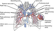 Thumbnail for Pulmonary circulation