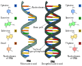 Difference between RNA and DNA