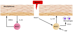 An image displaying a wound in the skin, and the signalling involved in attracting ILC2s and ILC3s to the site, to aid in the healing process.